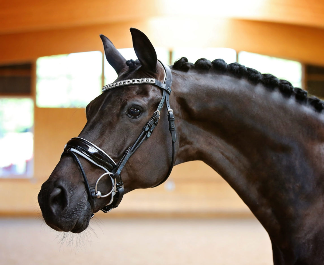 Belle Equestrian Duchess Browband