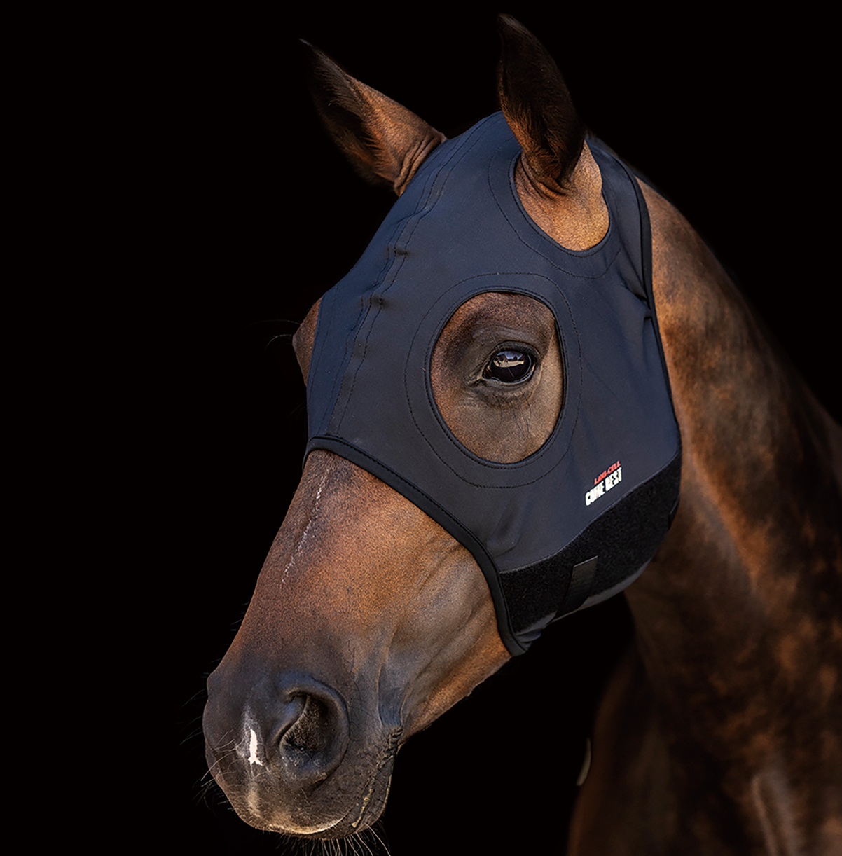 TITANIUM HOOD PLAIN