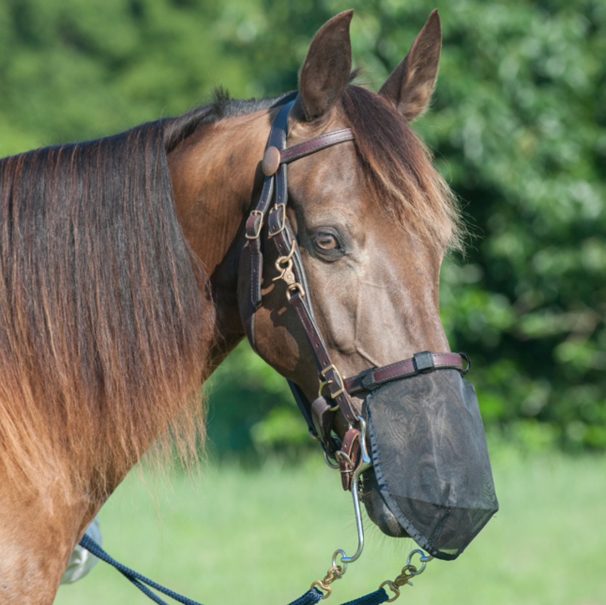 Cashel Quiet Ride Nose Net
