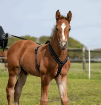Sprenger Foal Harness