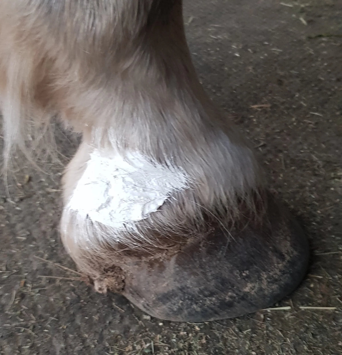 The Hoof Co - Hoof Putty (Smooth Skin & UV Filter)