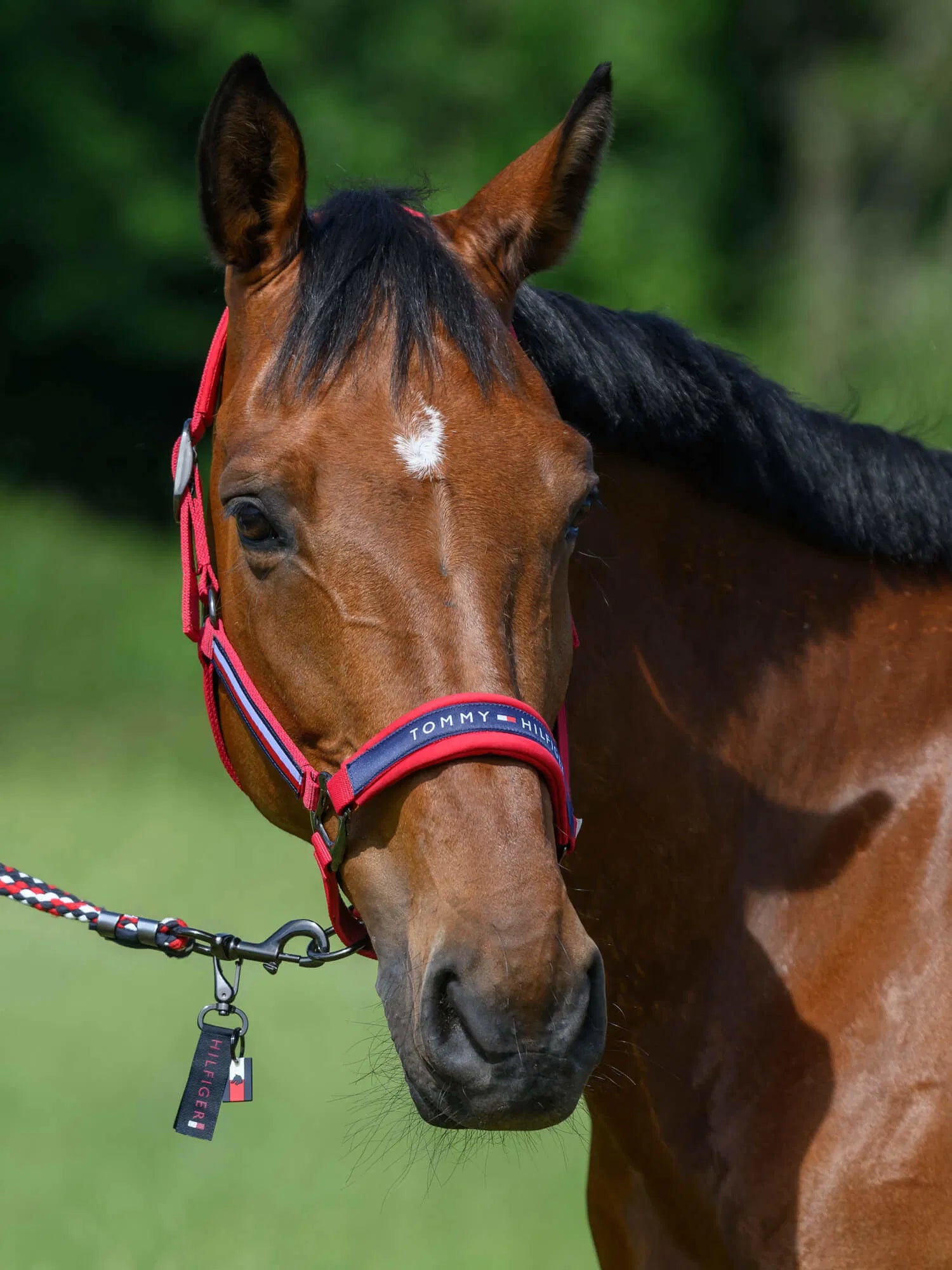 Tommy Hilfiger - Lincoln Halter
