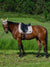 Tommy Hilfiger - Princeton Dressage Saddle Pad