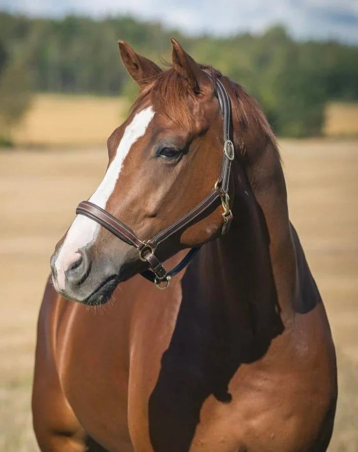 Leather Largo Halter