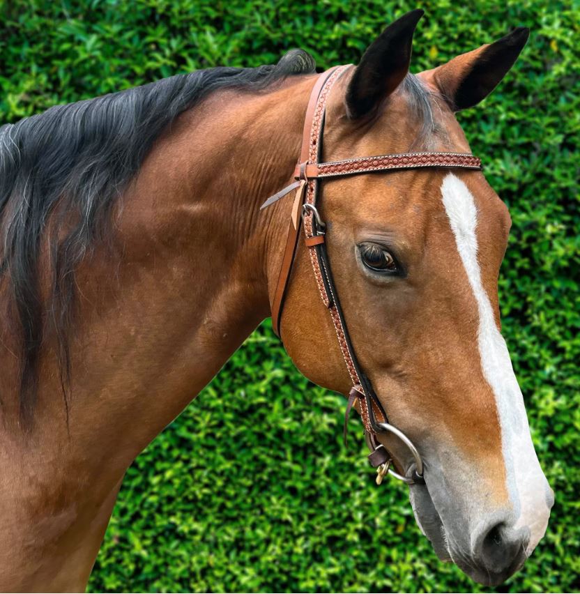 Ezy Ride Bridle Brow with Stamping