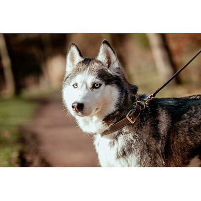 By Dyon Flat Dog Collar