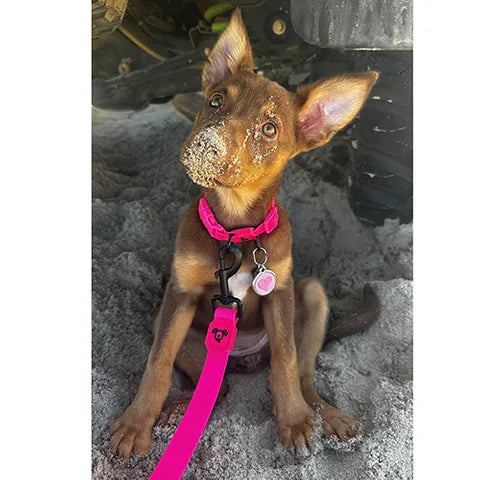 DOG COLLAR WATERPROOF