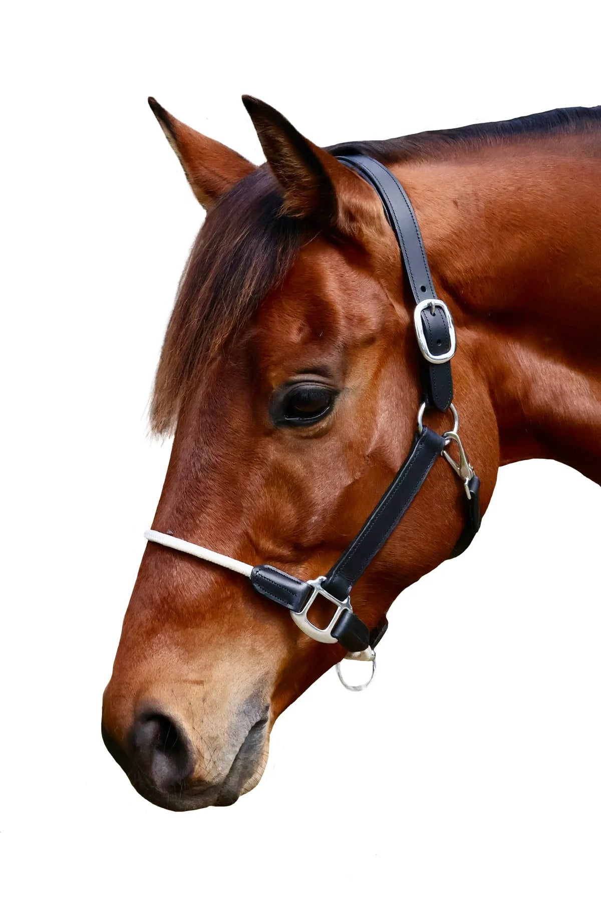 LEATHER AND ROPE HALTER