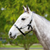 EquestPRO PVC Overlay Halter
