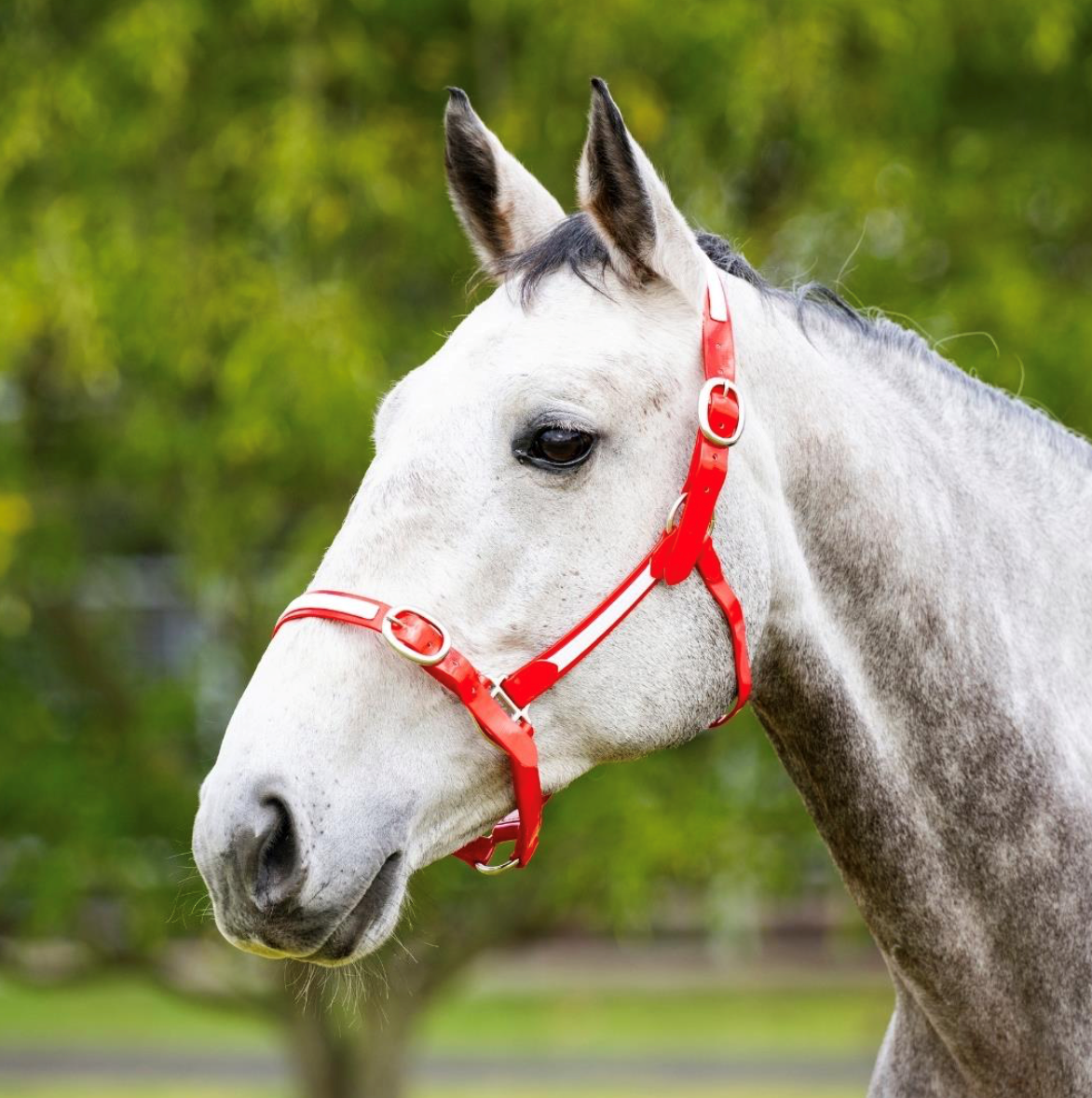 EquestPRO PVC Overlay Halter