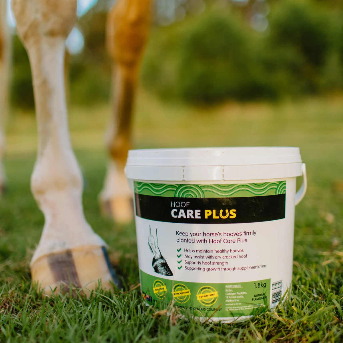 Hoof Care Plus