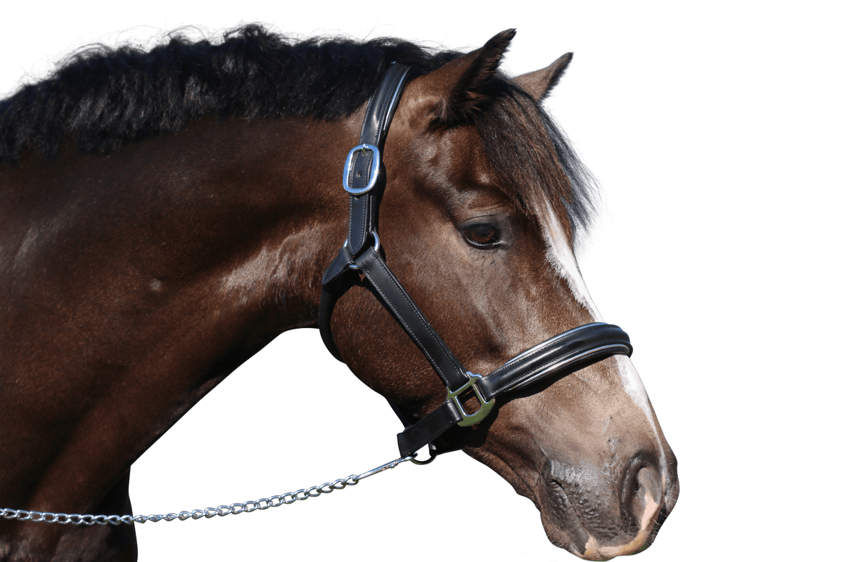 Flexible Fit Raised Silver Pipe Havana Halter