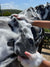 Hairy Pony - Compressed Scrubbing Sponge