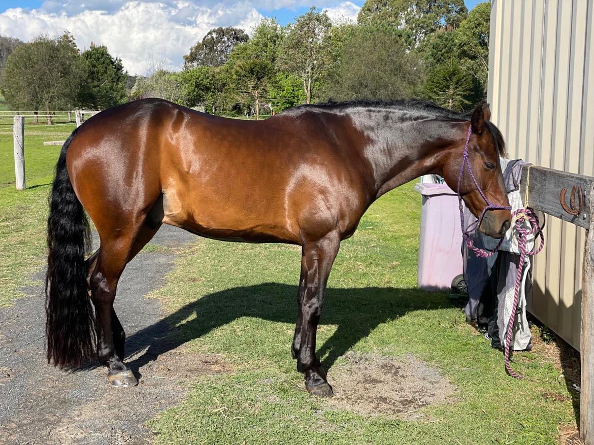 Just Magick Coat Perfection Shampoo