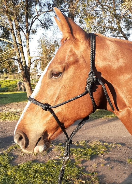 Nungar Knots 6mm Rope Halter (Headstall)