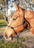 Nungar Knots 6mm Rope Halter (Headstall)
