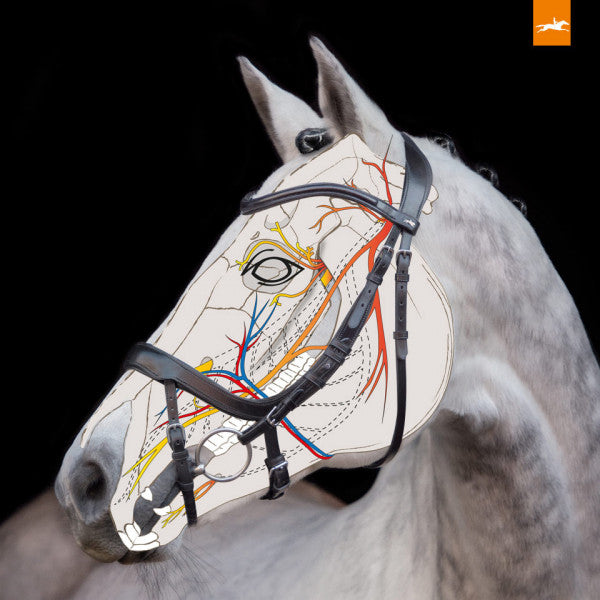 SCHOCKEMÖHLE SPORTS ANATOMIC BRIDLE - EQUITUS ALPHA