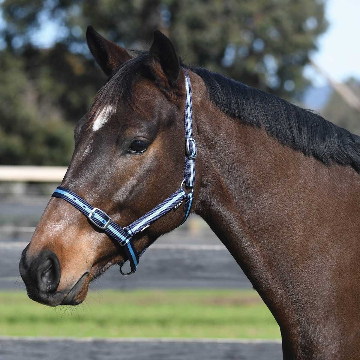 Academy Webbing Halter