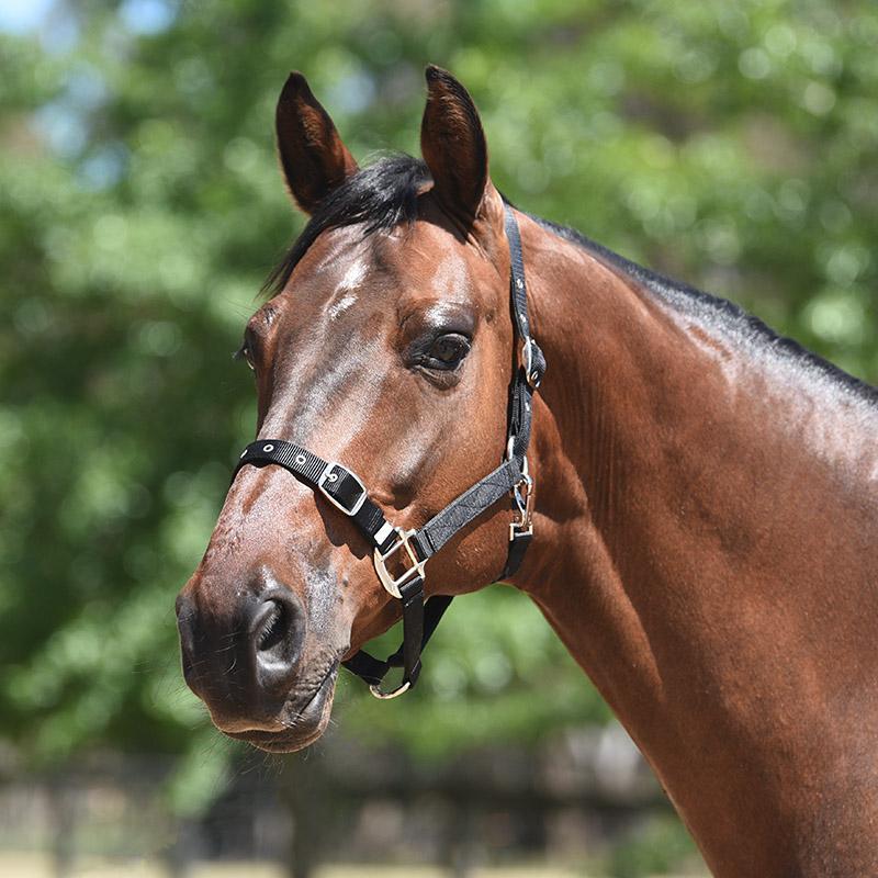 Eurohunter ESSENTIAL Halter