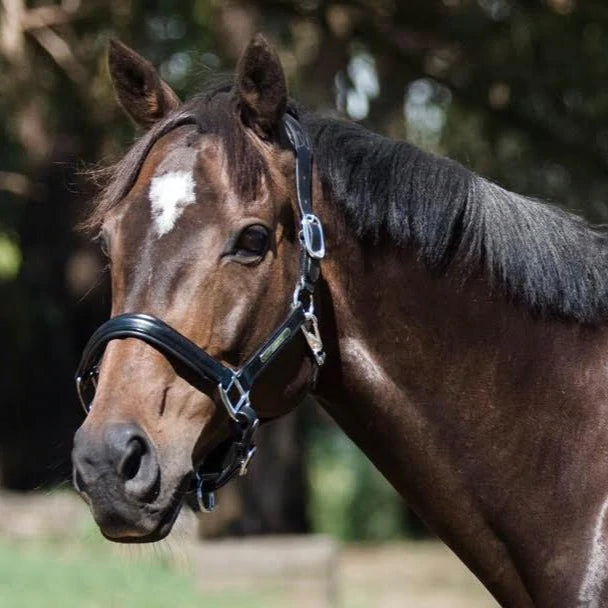 LUMIERE ALIZE LEATHER HALTER