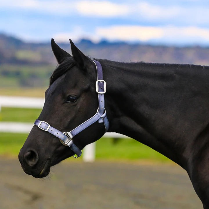 Eurohunter Ombre Halter