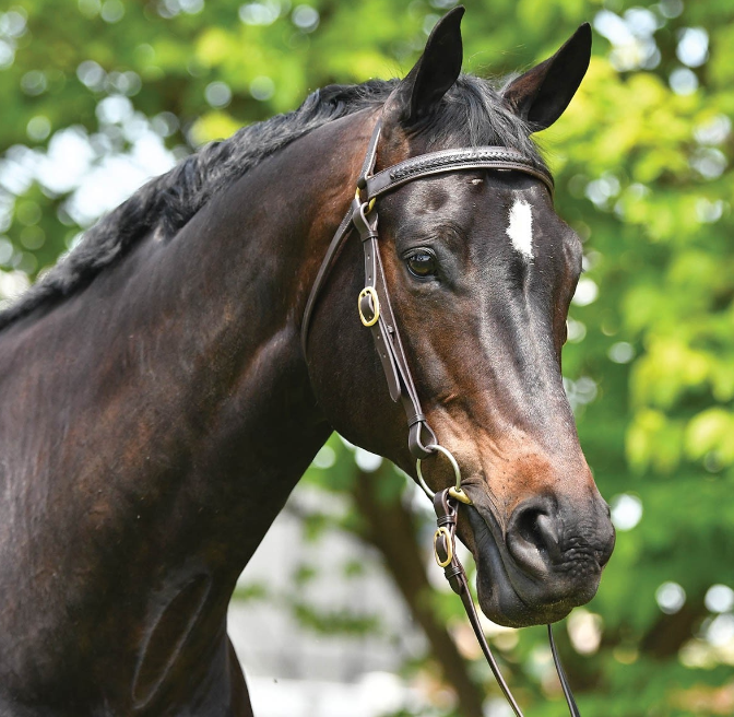 Grainge Elite Plaited Barcoo Bridle