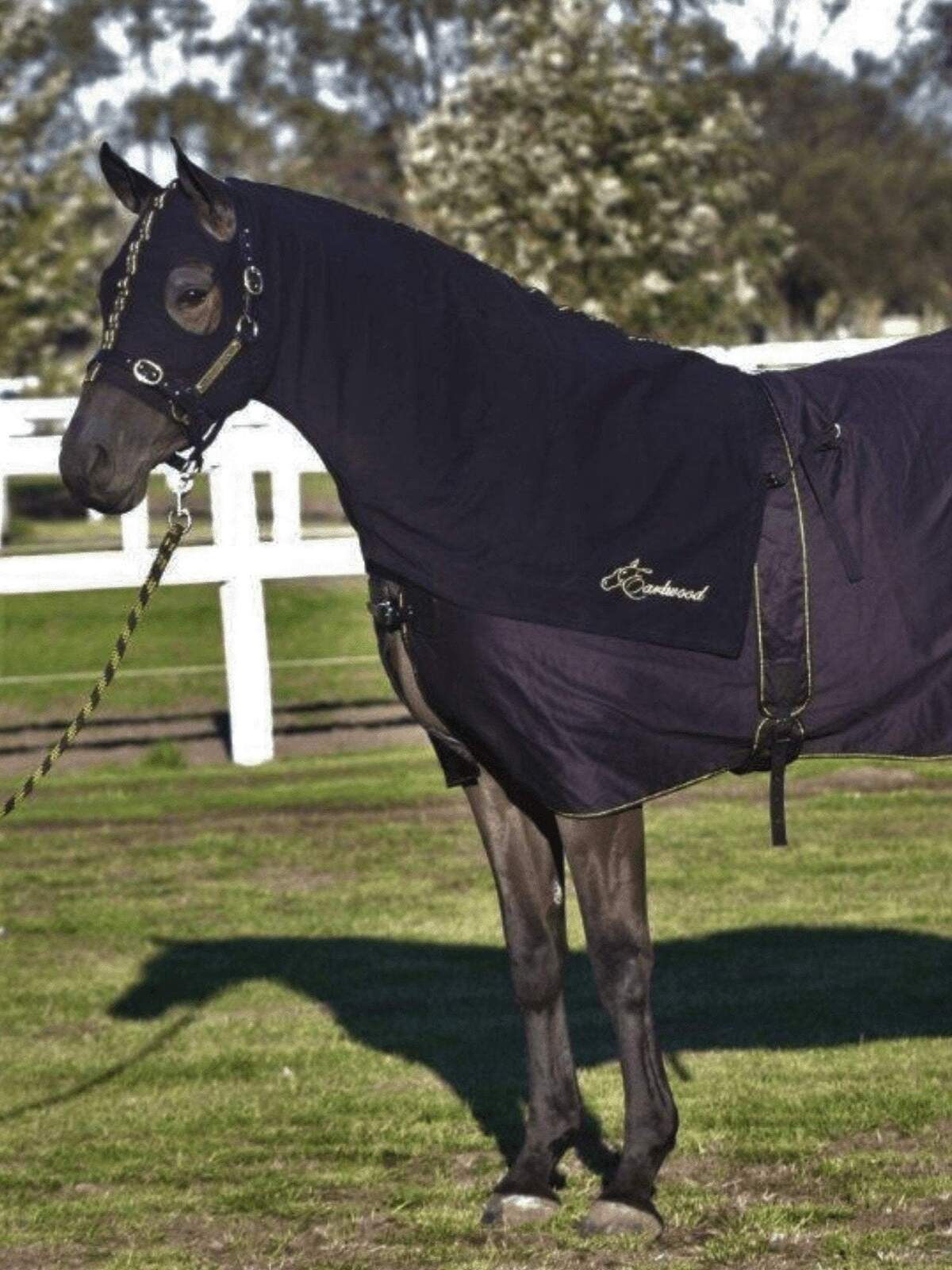 EW PLN HOOD BLK/GOLD PONY