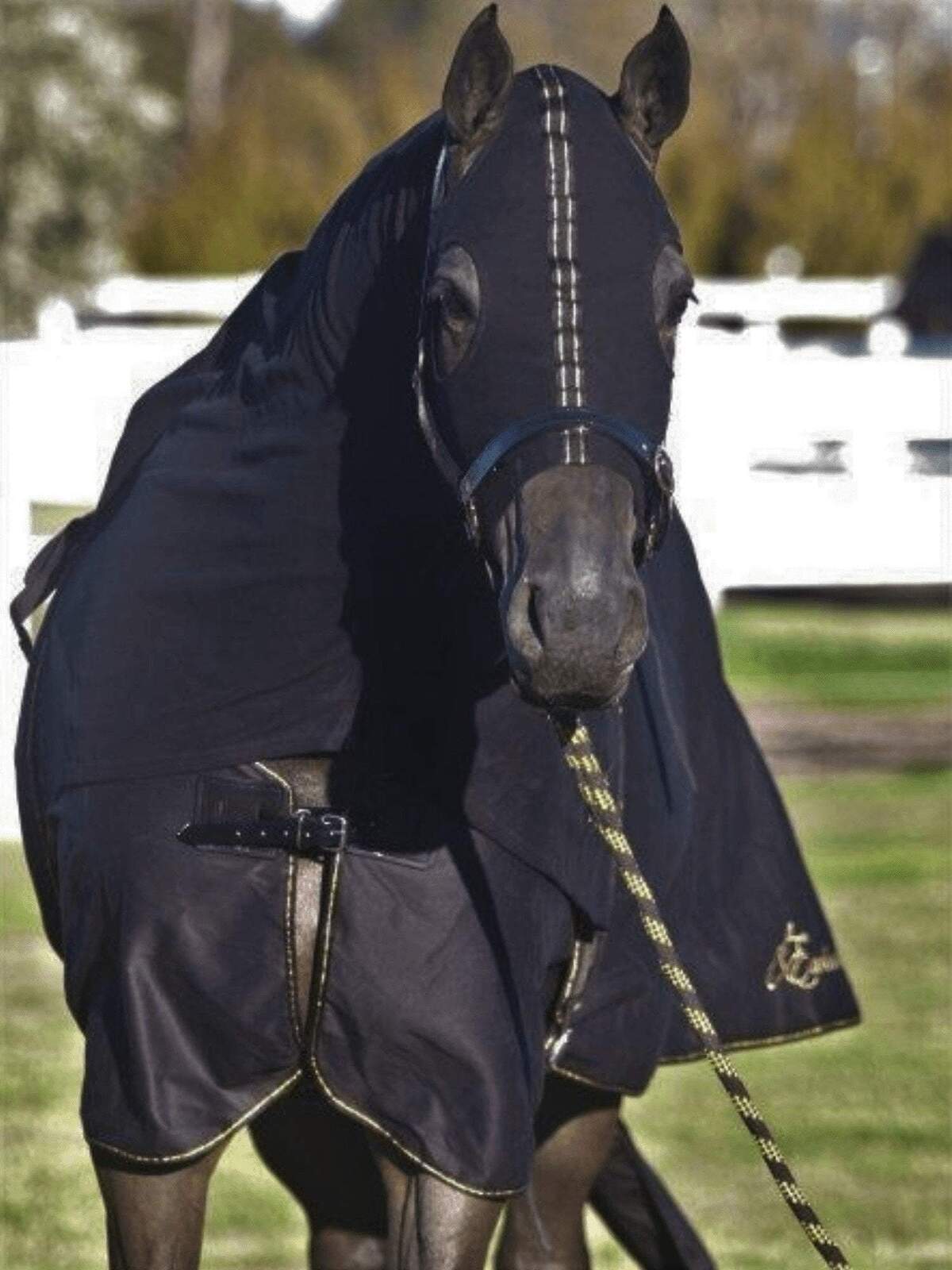 EW PLN HOOD BLK/GOLD PONY