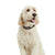 Ariat Dog Collar