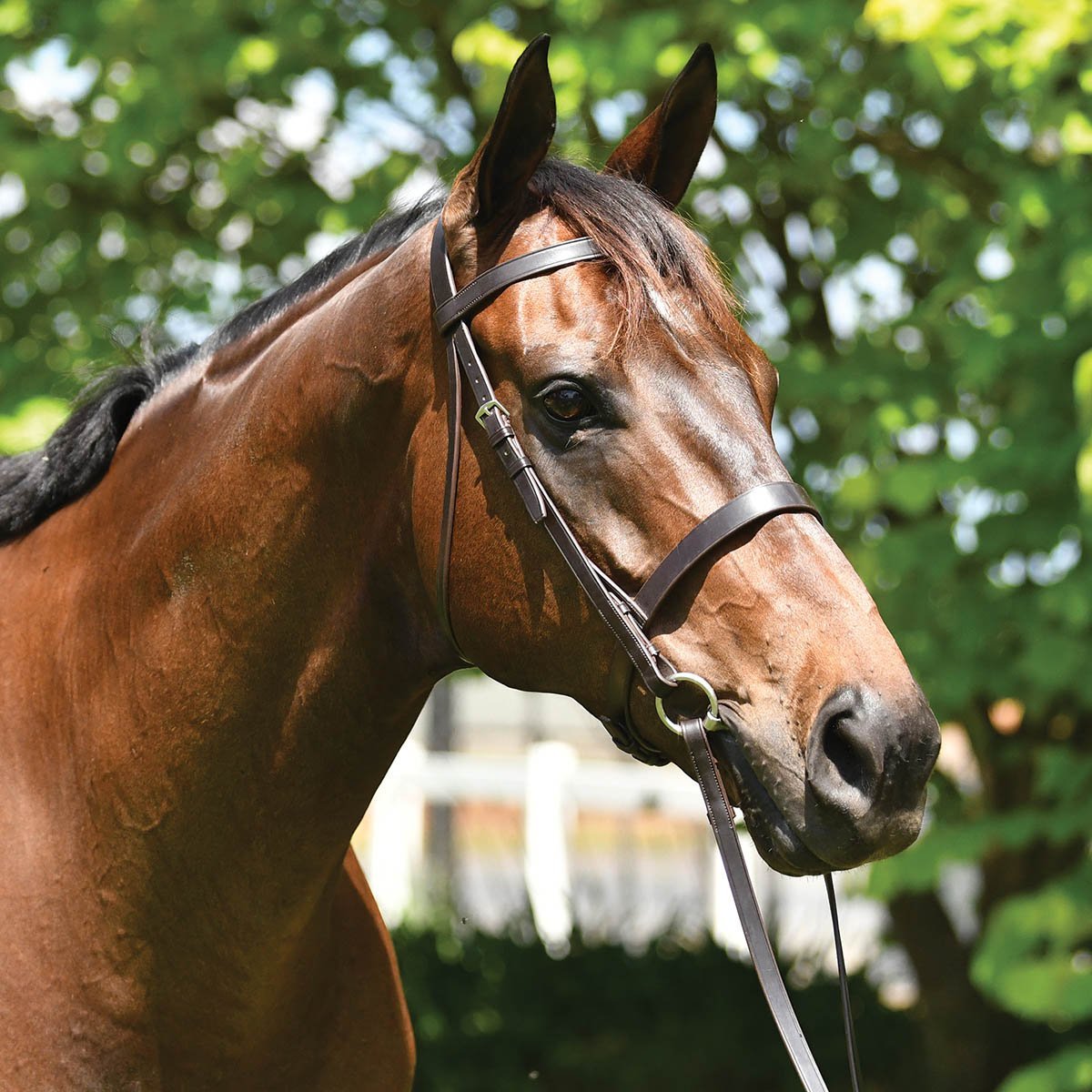 Grainge Elite Show Snaffle